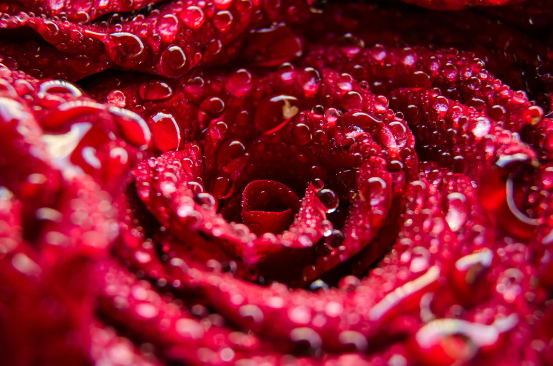 A close-up of a red rose with dew on it. 